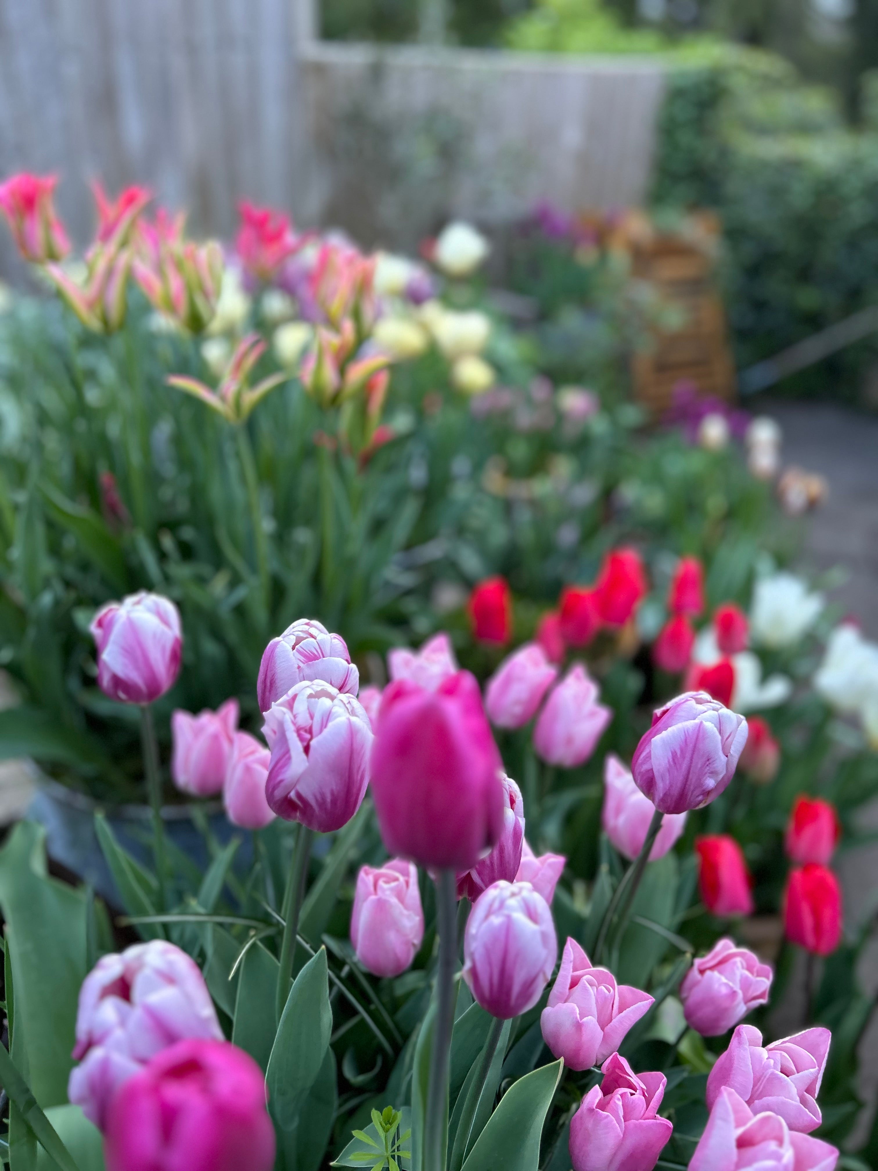 Garden care and plant maintenance service for second homes in the Cotswolds