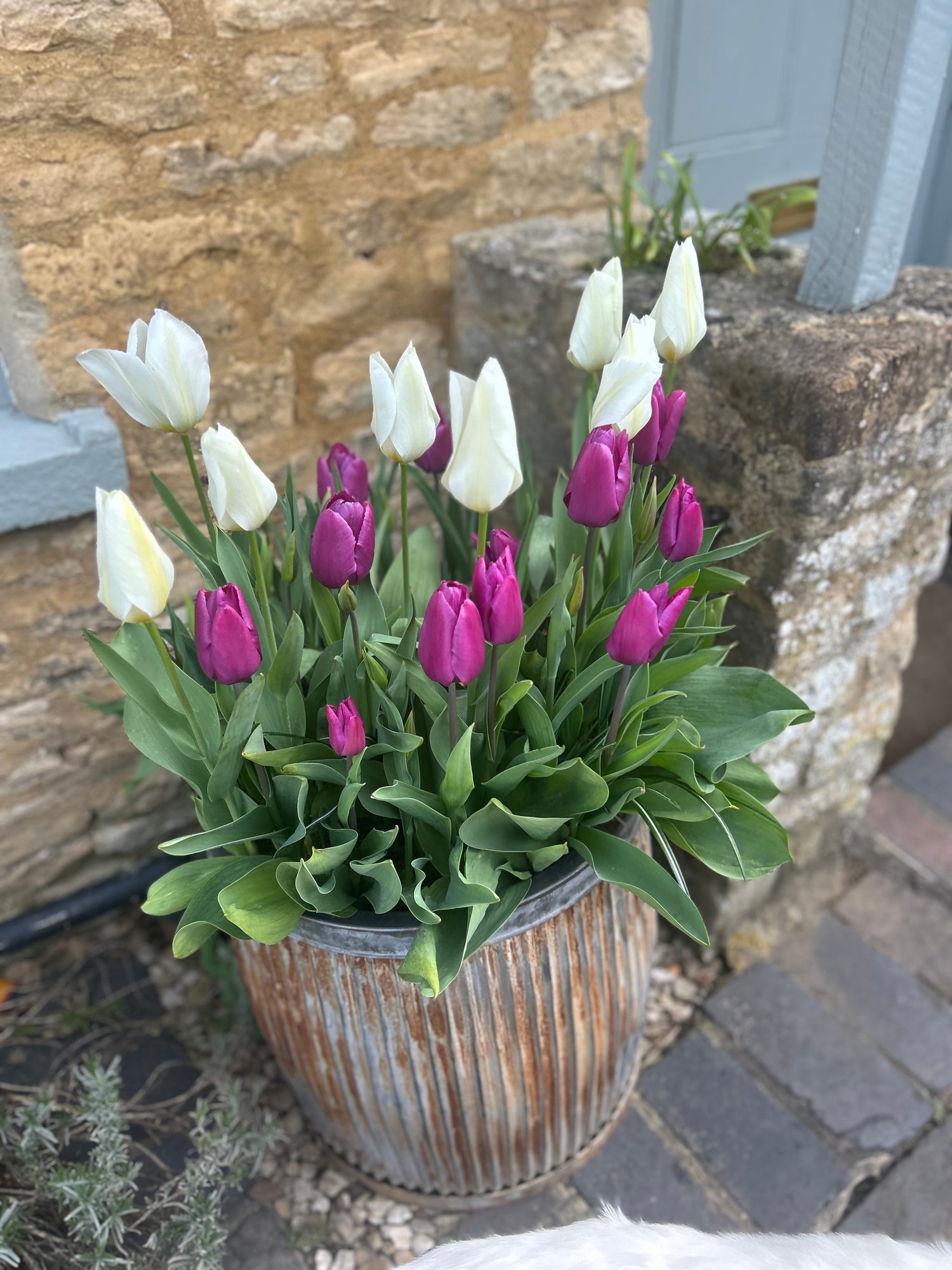 Professional plant watering and garden maintenance for second homes in the Cotswolds